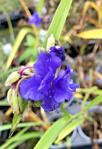 Tradescantia macs double - 'macs,