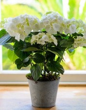 Hydrangea White Large Plant in 5L Pot - 50-60cm in Height Garden Ready