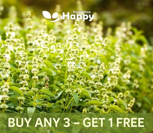 Holy basil seeds 1000 - seeds,