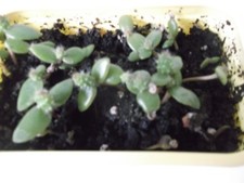 100 PURPLE PRICKLY PEAR SEEDS