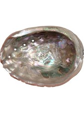 Natural Abalone Shell