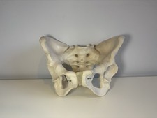 Human Anatomical Pelvis Model - Medical Training / Anatomy Model
