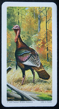 WILD TURKEY    Vintage 1970