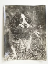 Spaniel Retrieving Grouse Dog
