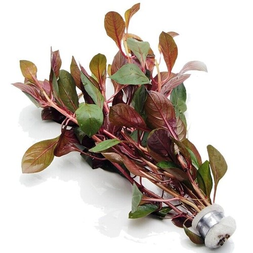 Ludwigia glandulosa bunches - ludwigia,