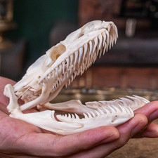 Real Python skull, 10 cm snake