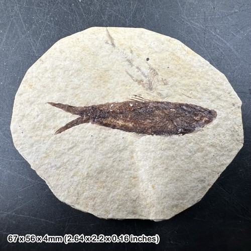 Eocene fossil fish matrix - fossil, in