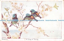 R473353 A Song of Spring Painted Finch C W Faulkner Series 1631