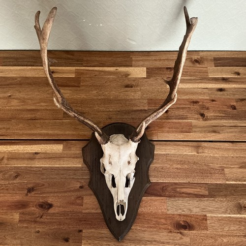 Antique taxidermy stag - antique,