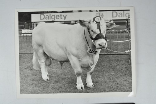Champion charolais bull - charolais,