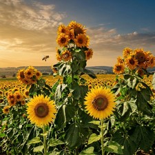 Sunflower SKYSCRAPER 12' TALL