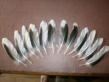 12 GOOSE TAIL FEATHERS -