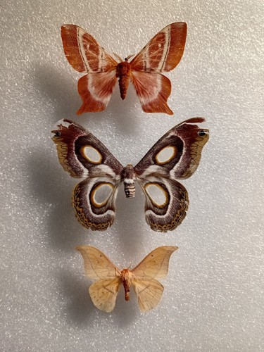 Moth bundle for crafting - for,