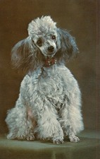 Dog Poodle Portrait Postcard