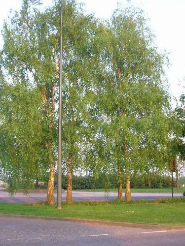 Young silver birch tree betula - silver,
