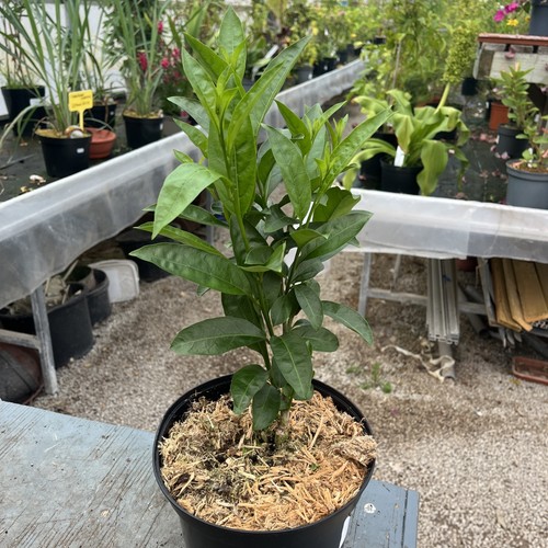 Cestrum nocturnum lady of - nocturnum,