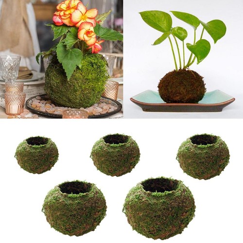 Moss ball dried - ball,, planting