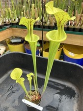 Sarracenia flava - sarracenia.,