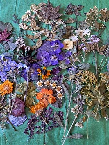 Pressed flowers foliage for - pressed,