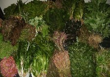 BUNCHED AND WEIGHTED AQUARIUM AQUATIC FISH TANK LIVE PLANTS TROPICAL FRESH WATER