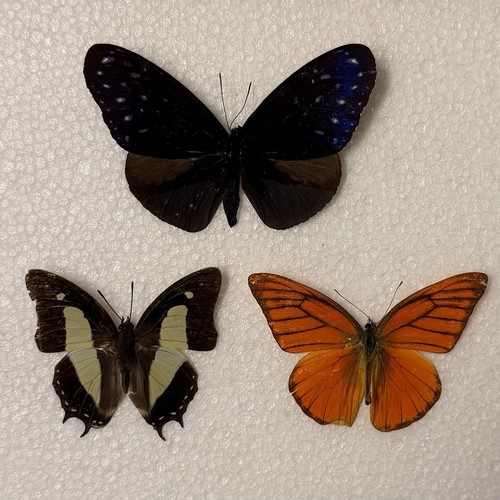 Entomology butterfly specimen - butterfly,