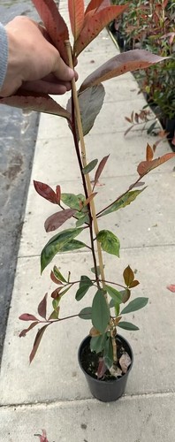 Photinia fraseri red - fraseri, robin'