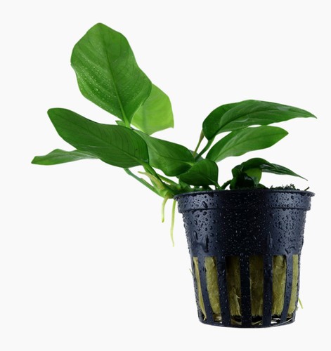 Anubias nana live aquarium - nana, x3