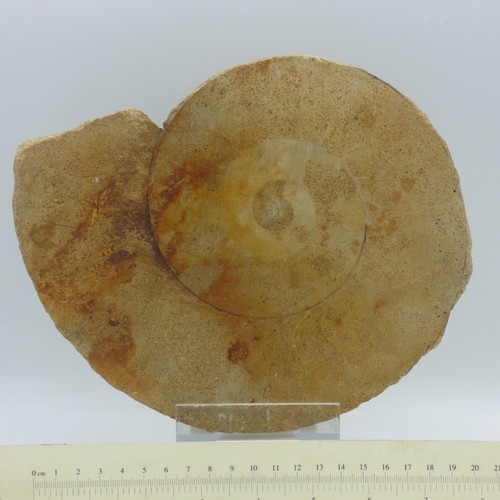 Large jurassic fossil - ,
