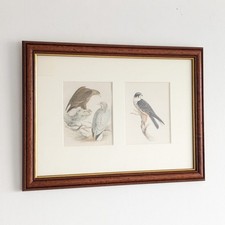 Antique Victorian Lithograph Prints British Birds by Henry Leonard Meyer Framed