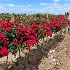 Crimson Sweet Dream - Potted