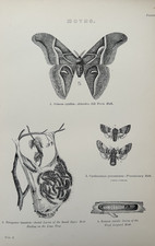 Antique Entomology Print Moths Silkworm Larvae c1870s Victorian Insect Engraving