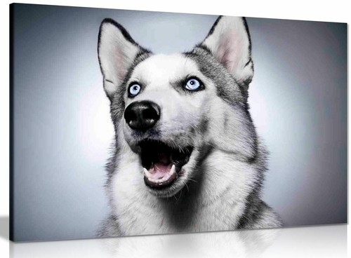 Siberian husky dog - husky, canvas