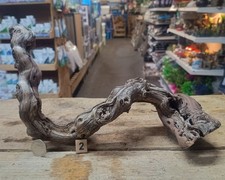 Small Grapevine Wine Wood