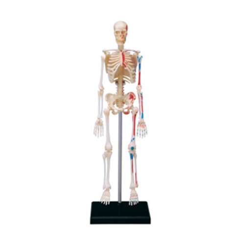 Human skeleton model with - human,