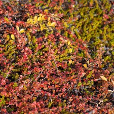 Betula Nana 3.6 Litre Potted
