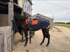 Horse waterproof reflective