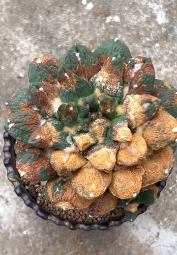 11cm live house - , plant