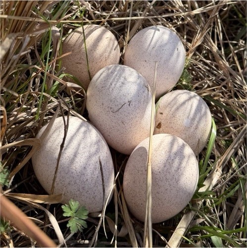 Turkey eggs heritage - heritage, mixed