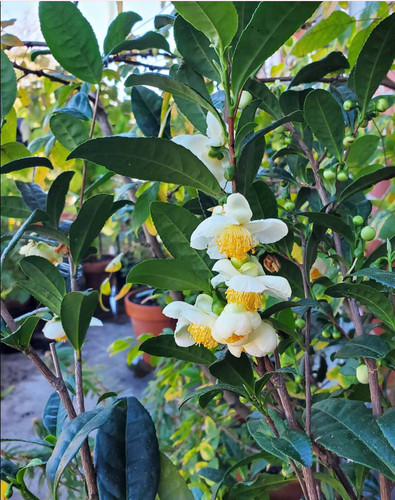 Live camellia sinensis plant - live,