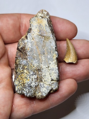 Rare mosasaur jaw and tooth - mosasaur,