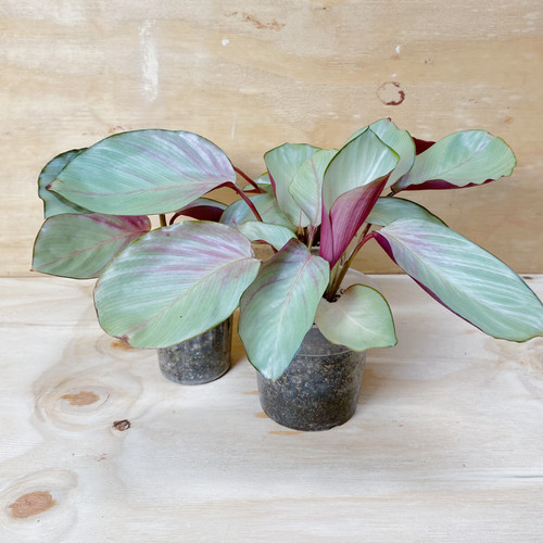 Rare calathea roseopicta - rare,