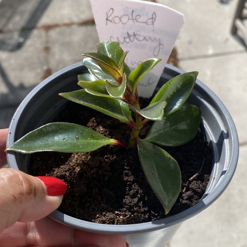 Nematanthus gregarius - nematanthus, or