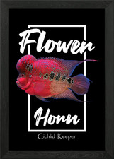 Flowerhorn Monster Fish Framed