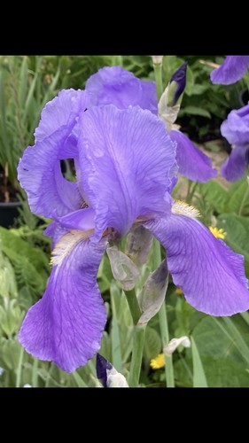 Bearded iris x - (iris,