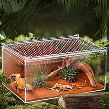 Reptile Terrarium Tarantula
