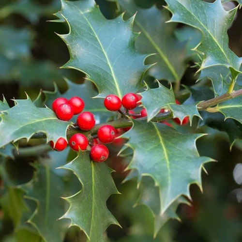30cm ilex aquifolium english - ilex,