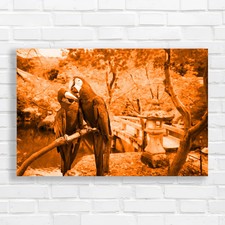 Blue gold macaw orange canvas - blue,