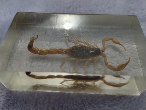 Scorpion resin block - resin,