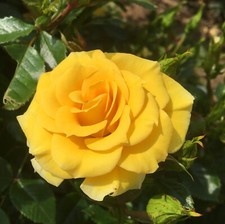 Flower Power Gold - 5.5lt Potted Patio Garden Rose - Golden Yellow - Fragrant
