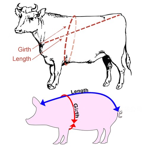 Livestock animal body - animal,